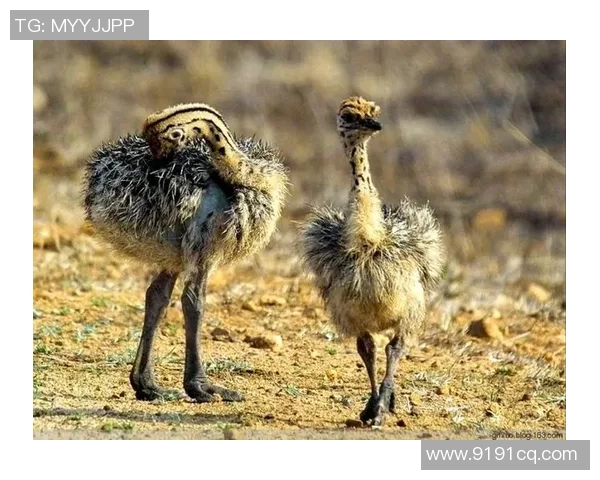 动物绰号与足球明星的奇妙结合揭示球场背后的趣味故事